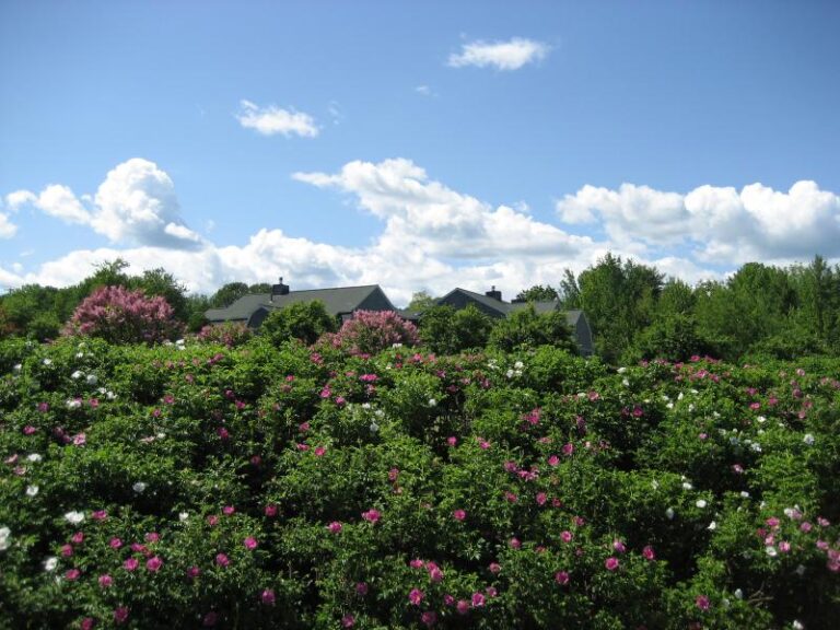 Photo Gallery Penobscot Shores